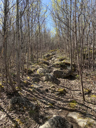 Walking through young Aspen trees, growing after the 1999 Noonmark Fire in the Adirondacks